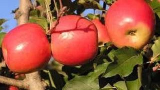 Como cultivar Manzana- TvAgro por Juan Gonzalo Angel