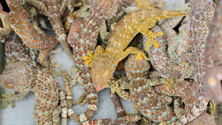 Penangkaran tokek di Indonesia ( Gekko gecko captivity in Indonesia )