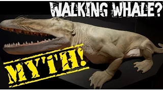 The Myth Of The Walking Whale | Today's Creation Moment