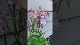 Aquilegia (Columbine) flower lined garden path! And some heuchera (coral bells) too! #springgarden