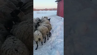 Романовские овцы. Ягнятам 3 дня.
