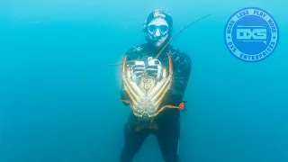 Huge Packhorse Crayfish