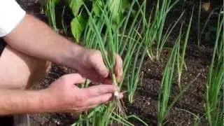 When to Harvest Green Onion