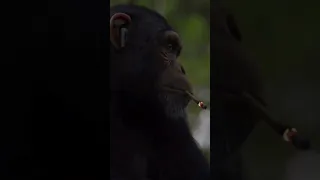 gorilla smoking weed 🔥🔥March 8, 2023