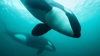 Presentatie: DUIKEN MET ORKA'S - VAN DE NOORDZEE TOT ARCTISCH NOORWEGEN