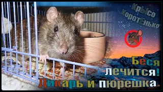 Дикий пасюк Беся не хочет лечится. 🙄 Ну, расскажите мне... 🐭 (Wild Rats | Дикие Крысы) 🐭