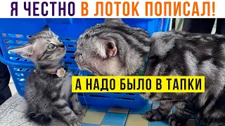 КОШКА УЧИТ МЕЛКОГО ))) Приколы с котами | Мемозг 1113