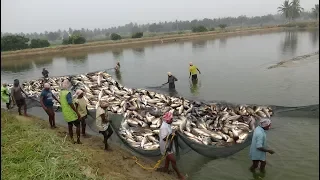 LOT OF BIG FISH CATCHING AT POND