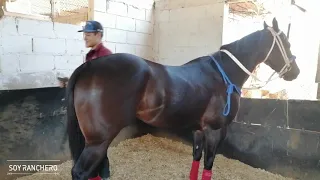 Conoce el Trabajo y Cuidado de los Caballos de Carreras en la Cuadra Molino Ramírez.