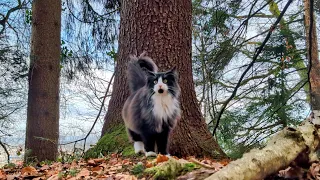 Norwegian Forest Cat: Young Odin in the ancient Forest