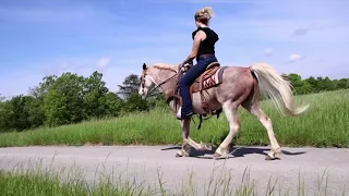 Bandit. 12yr old gaited gelding