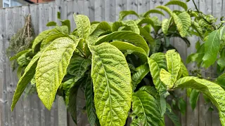 An update on my Loquat trees