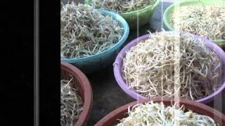 how to produce bean sprouts