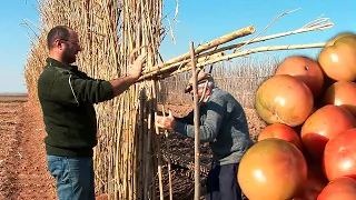 Очеретяний бар'єр ручної роботи для захисту врожаю томатів від сильних вітрів