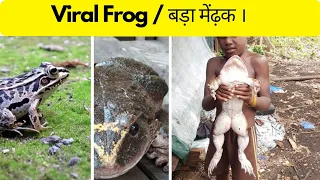 Viral Frog / OMG😳 इतना बड़ा मेंढ़क / Biggest Frog In The World / #Shorts / Kamlesh sir / The Tp Fact