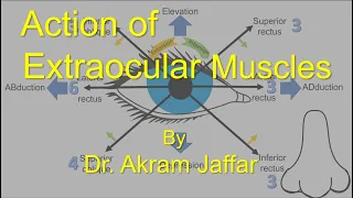 Action of Extraocular Muscles