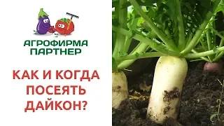 КАК И КОГДА ПОСЕЯТЬ ДАЙКОН?