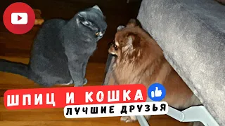 Британская кошка и шпиц! Это бывает так забавно!