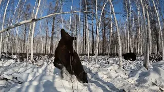 Медведи в фитнес - лесу.
