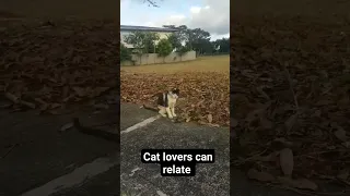 While on my way home and meet a cat