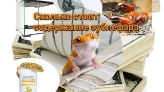 Сколько стоит содержание пятнистого эублефара? Пятнистый эублефара.