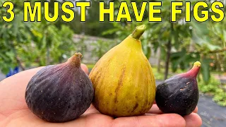 3 MUST HAVE FIG VARIETIES For Every Garden