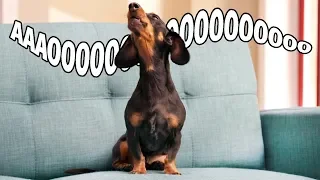 Dachshund Left at Home Gives the GUILT TRIP! Caught on Furbo!