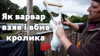 Забій кролика / вихід чистого мяса з кроля / Оптиміст #11