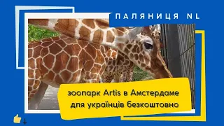 Паляниця NL: Зоопарк Артис в Нідерландах (Амстердам) відкритий для українців безкоштовно