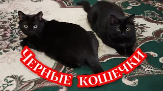 Черные кошечки. 😸😸