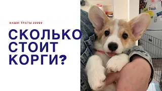 Сколько стоит корги? Сколько мы потратили в первый месяц? Что нужно купить?