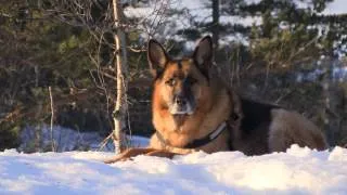 Nyttårstur med ski og pulk på Hillestadheia i januar 2013