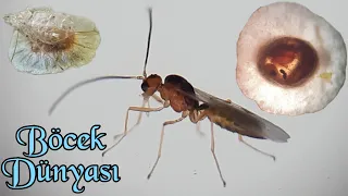 Aphid parasitoid wasp life cycle / Genus Praon (English)