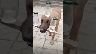 This dog shocked the world 😥