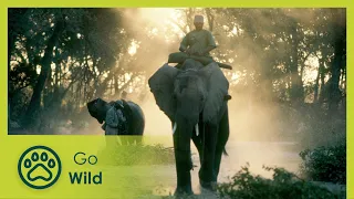 Elephant Orphans - Go Wild