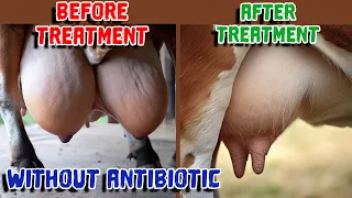 Stop Your Cow's Udder Edema Today Without Antibiotics! | Podugu vapu | Mastitis