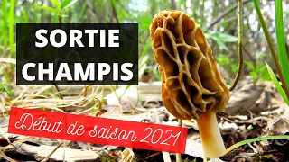 Cueillette et identification de champignons du Québec - Début de saison 2021