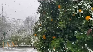 В Грузии у Черного моря в снегу. Городок Чакви возле Батуми