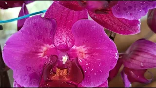 Моя новинка орхидея фаленопсис Стелленбош, бабочка ( Stellenbosch) Лора принимает солнечные ванны.