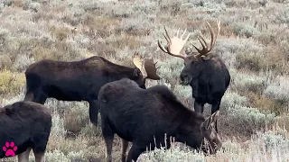 Moose Rut- Bull Moose and Cow Moose, Jackson Hole, Wyoming