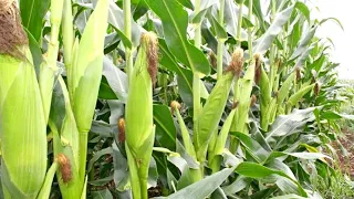 New maize breeding technology set to help farmers grow better produce