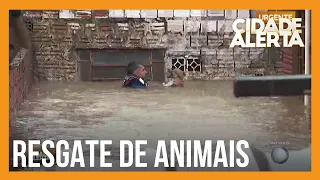 Cidade Alerta acompanha ao vivo o resgate de cachorros no RS