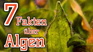 Sieben Fakten über Algen | Algen im Aquarium | Intro Algenreihe