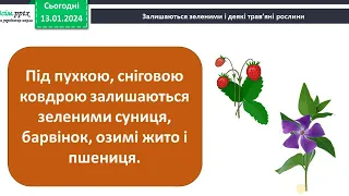 15 01  ЯДС  Що допомагає рослинам пережити зиму