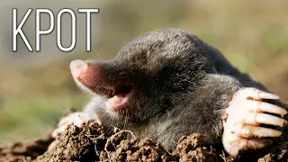MOLE: The underground owner of gardens and vegetable gardens | Interesting facts about the animals