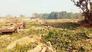 Crazy skills… The most dangerous tree cutting skills at the beginning of the yearIs