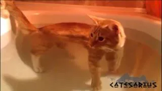 Cat like a Submarine (Кот подводник)