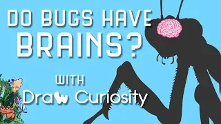 Do Bugs Have Brains?