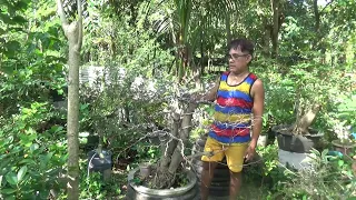 Bonsai | Defoliate | Trimming | Wiring | Balete Benjamina XXL (Ficus Philippinensis) Part 11/13