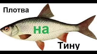 Рыбалка. Плотва на тину, Поплавочная оснастка на волнорезах)